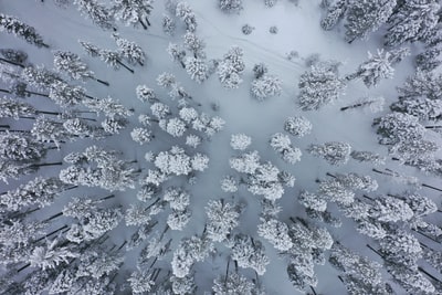 冰冻松树鸟瞰图